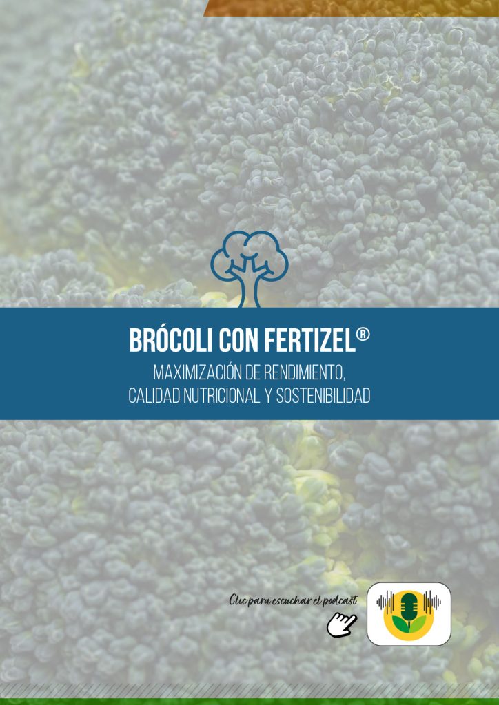 BRÓCOLI