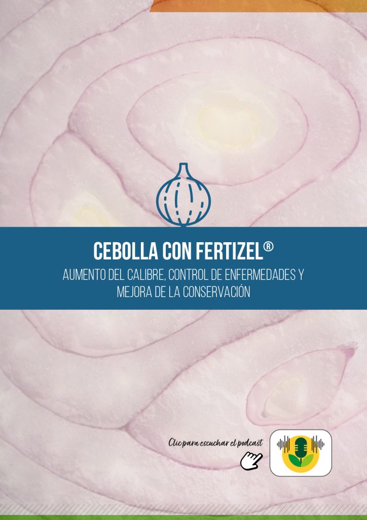 CEBOLLA