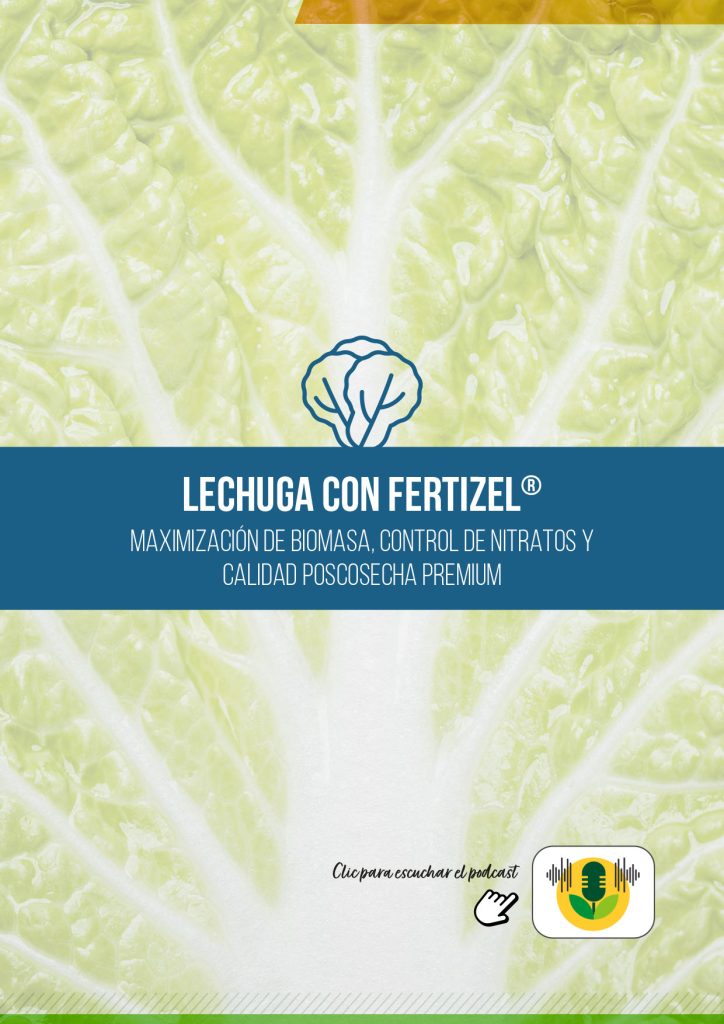 LECHUGA