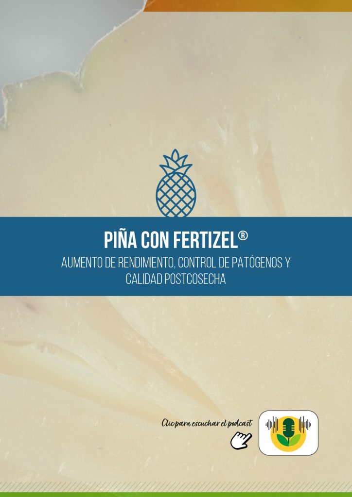 PIÑA
