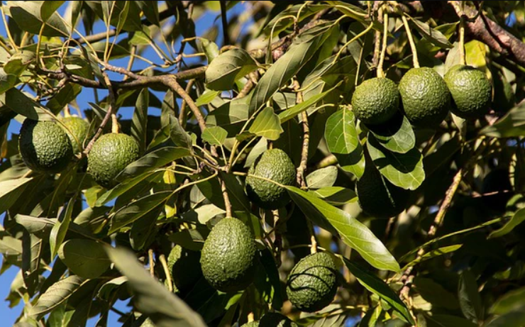 plantacion aguacate